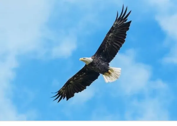 test title
